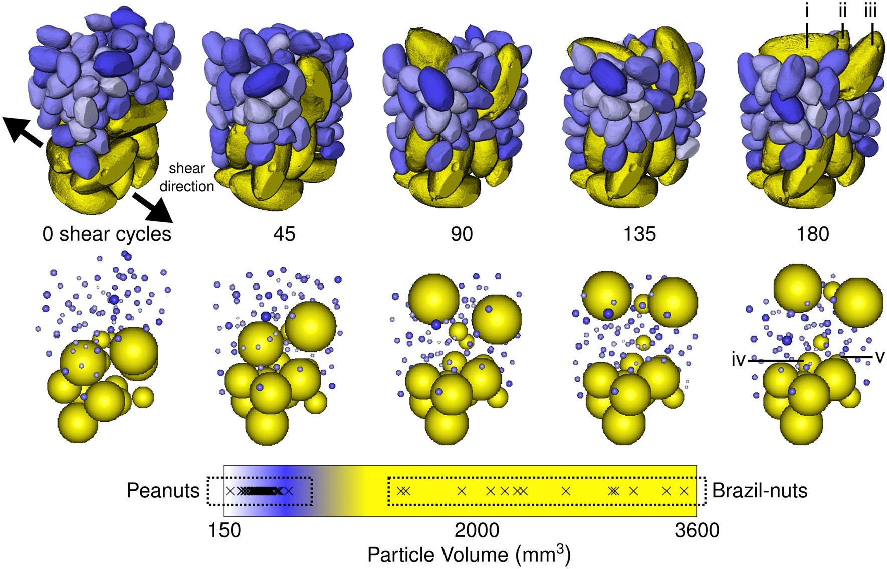 The experiment captured the chronological evolution of a mixture of Brazil nuts and peanuts.  Above, the chestnuts have been colored according to their size (top), as well as the peanuts (middle).  (Image: Scientific Reports / Reproduction)