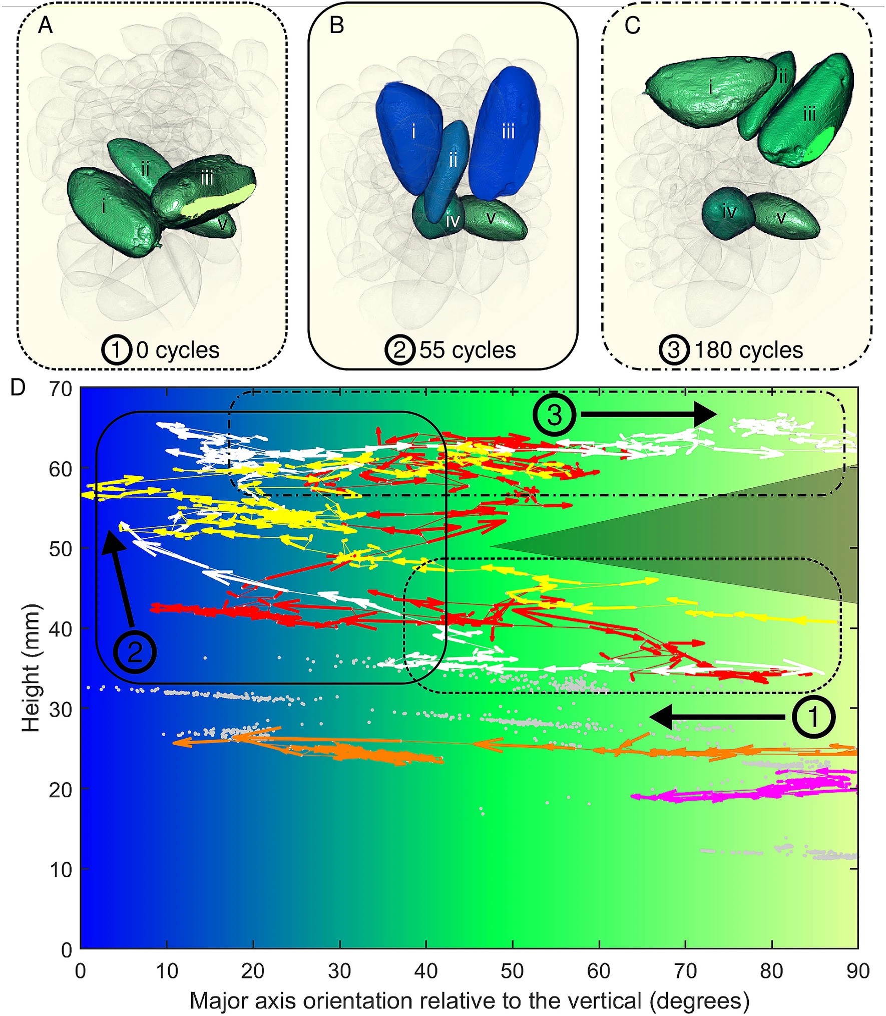 According to the researchers, the direction of the Brazilian nut is the key to its upward movement.  Above, the photo shows the movement of brazil nuts and peanuts over time.  (Image: Scientific Reports / Reproduction)