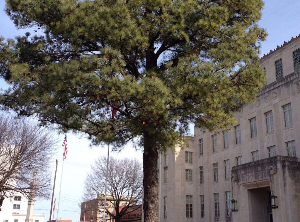 There are 15 lunar trees in the United Kingdom (but it is not known where)