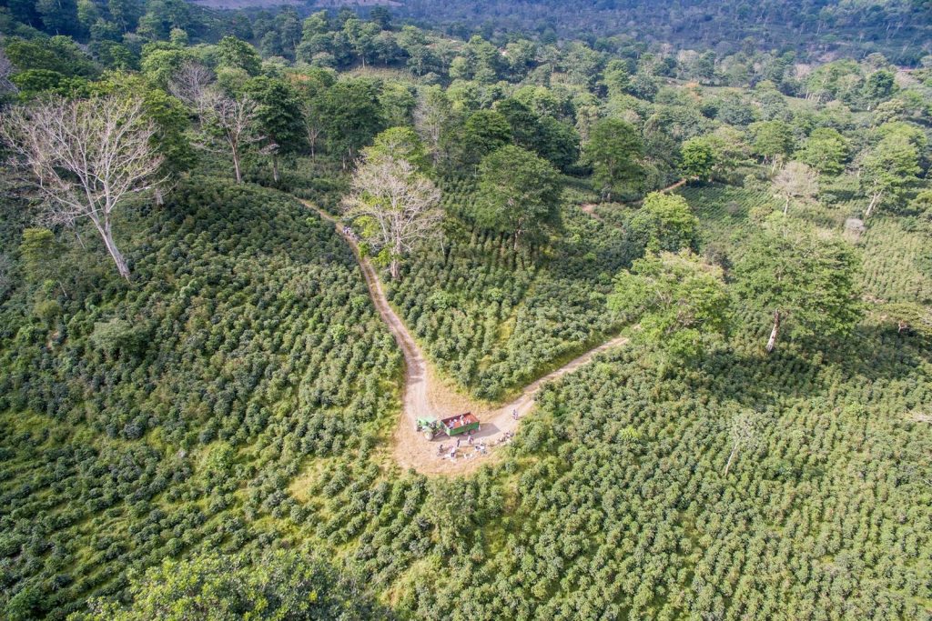 Find out how coffee can speed up forest restoration