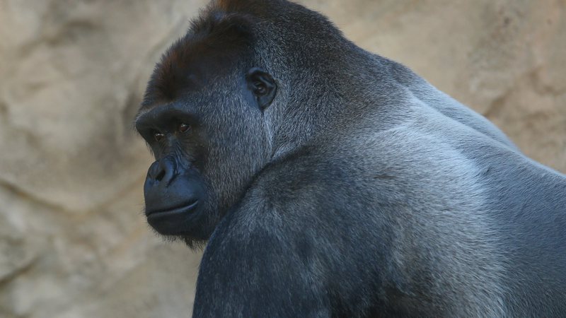 Gorila em zoológico