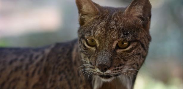 Spain optimistic about the survival of the Iberian Lynx - 05/28/2021