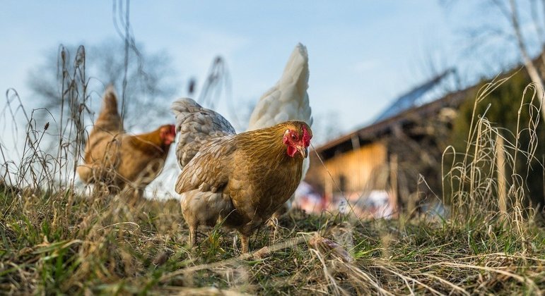 Casos de salmonella aumentaram nos EUA desde de fevereiro deste ano