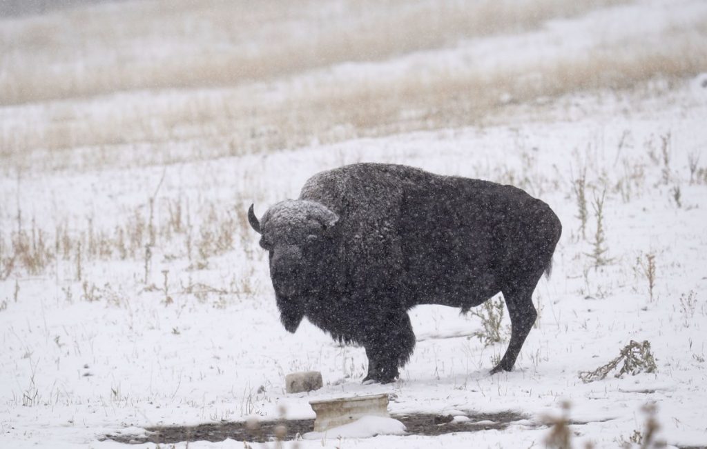 In two days, 45,000 have signed up to kill a bison in the US |  nature