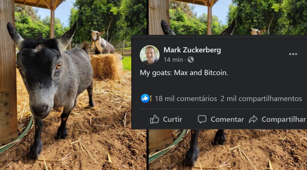 Mark Zuckerberg says he has a goat called Bitcoin and posts a picture on Facebook