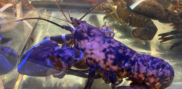 Staff at the rare lobster restaurant will retrieve it