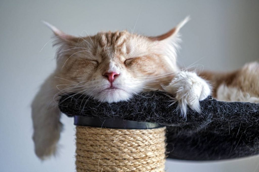 The UK government recognizes animals as human beings with feelings and emotions