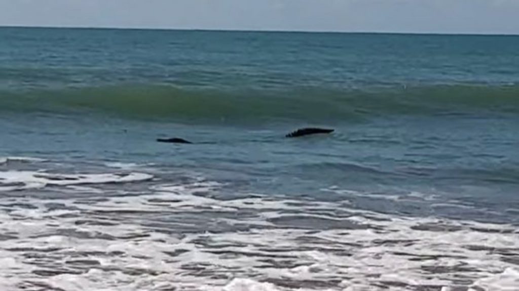 A fisherman sees a “stump” floating in the sea, looks closely and is shocked to discover a huge surprise;  Watch!