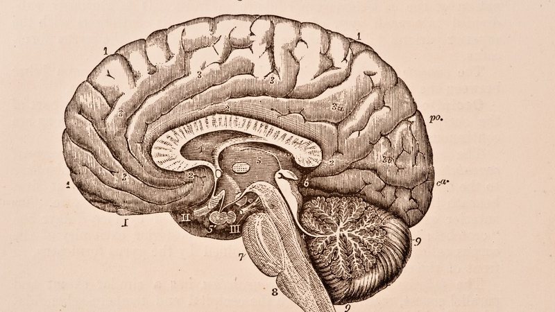 Discover the new device that activates neurons deep in the brain