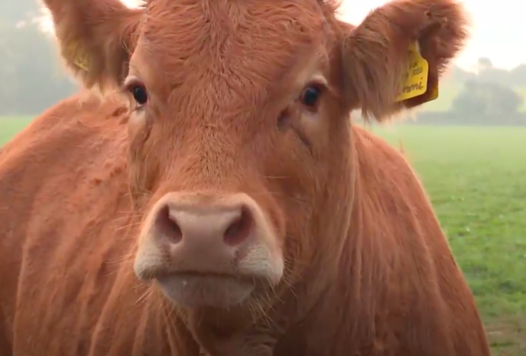 Science is everything that shows the application of 4.0 technology in agribusiness |  Science is everything |  Brazil TV
