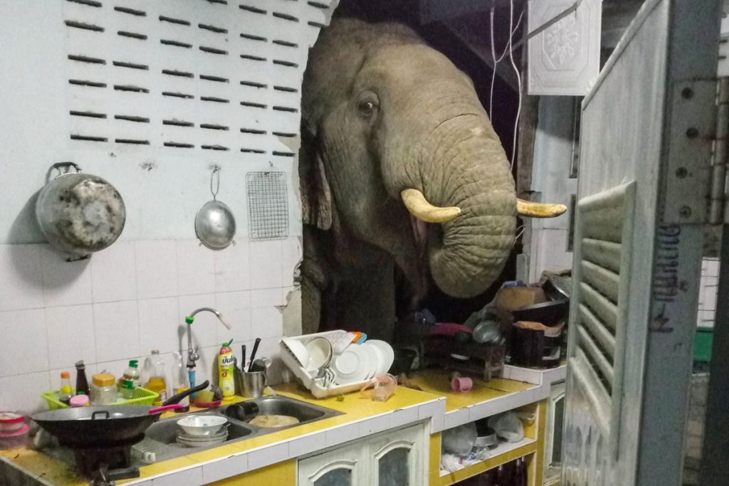 An elephant breaks into a wall in search of food in Thailand |  Scientist