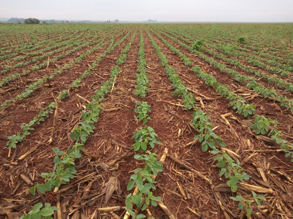 Ban on soybean cultivation worries producers in Rondônia