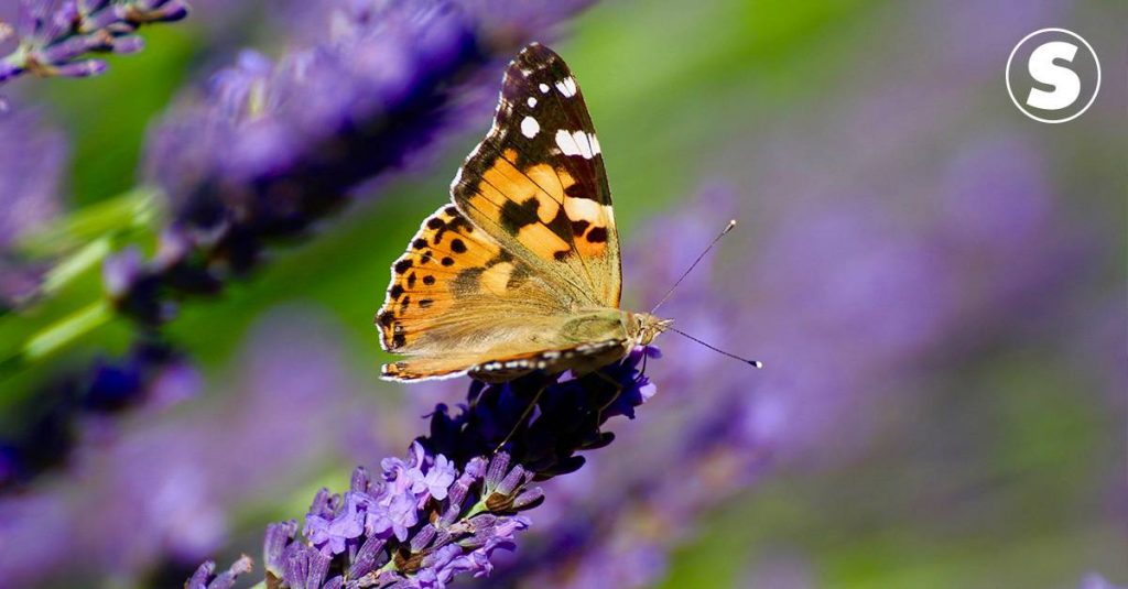 Biologists analyze the migration of butterflies across the desert to Europe