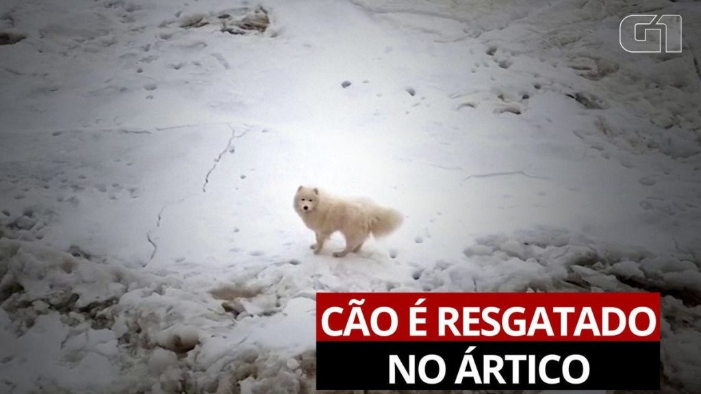 Russian sailors rescue a dog trapped in Arctic ice;  watch |  Scientist
