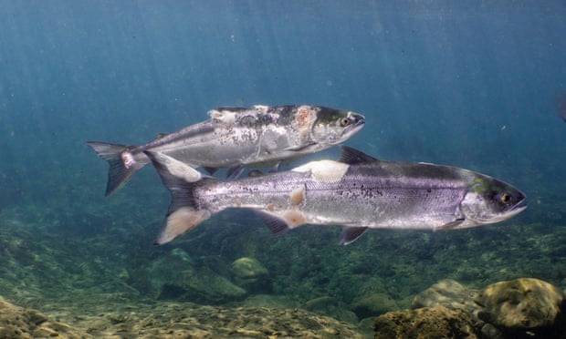 U.S.  Historic heat wave cook fish in the river