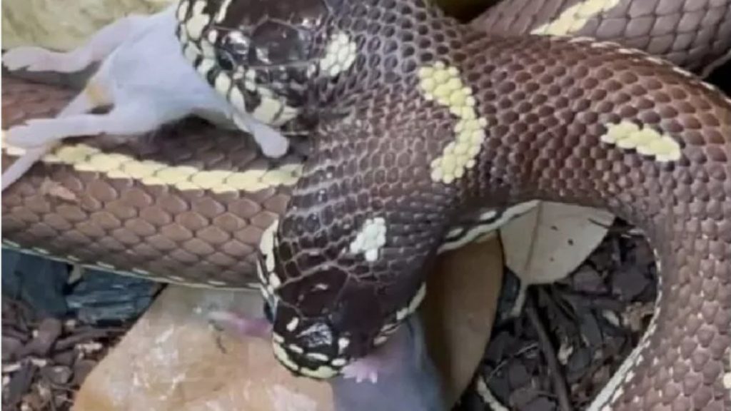 Video: Two-headed snake eats two mice at once |  extraordinary world
