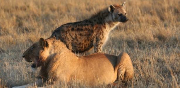 A "mind-controlling" parasite makes hyenas reckless against lions
