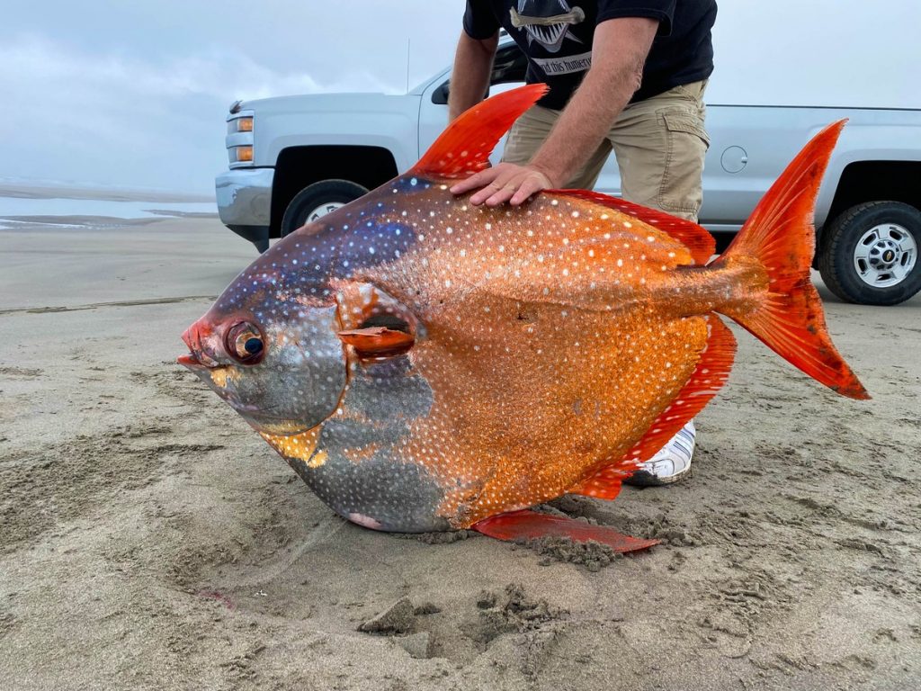 A rare sunfish was found dead on a beach in the United States |  Scientist