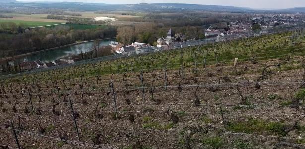 After the frost, the fungus hit the vineyards with champagne: “It’s terrible” - 07/27/2021