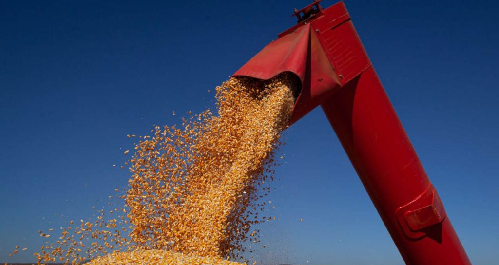 USDA - Money Times reports that US corn crop ratings rise to 64% between good and good