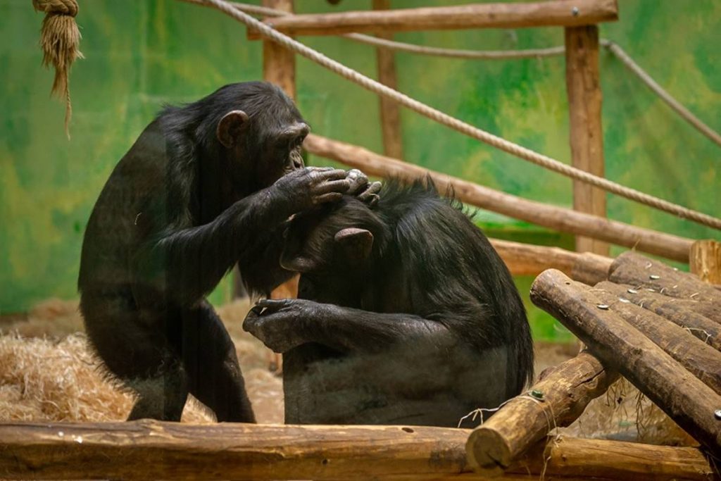 Women are not allowed to see chimpanzees anymore 