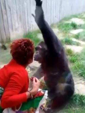 Women are not allowed to see chimpanzees anymore 