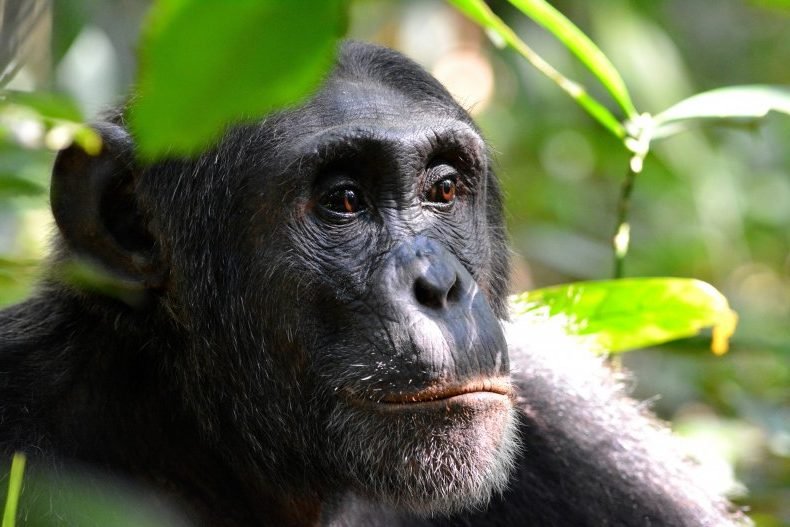 Women are banned from entering the zoo after an affair with chimpanzees