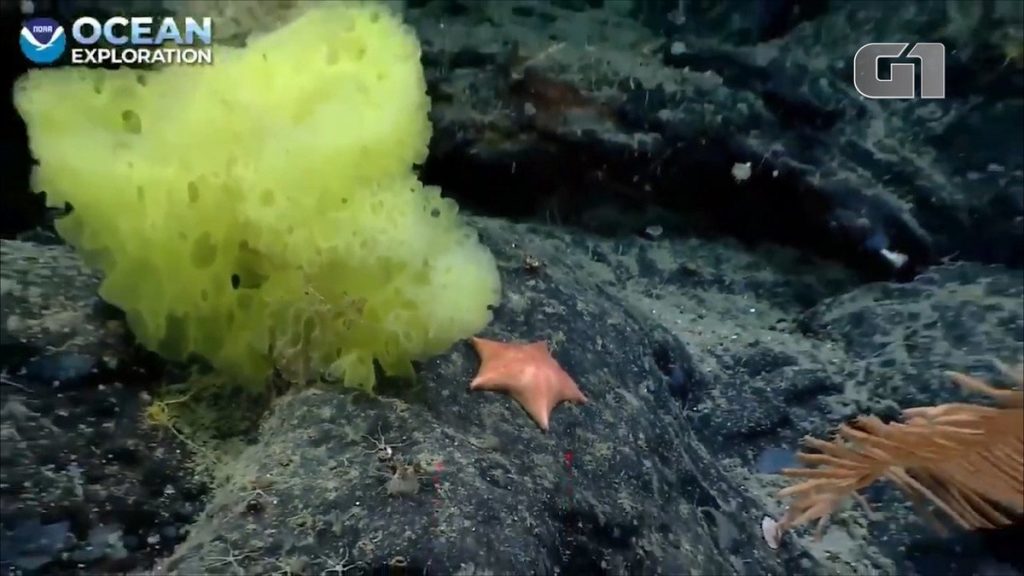 American scientists discover a “realistic version” of SpongeBob and Patrick;  Watch the video |  nature