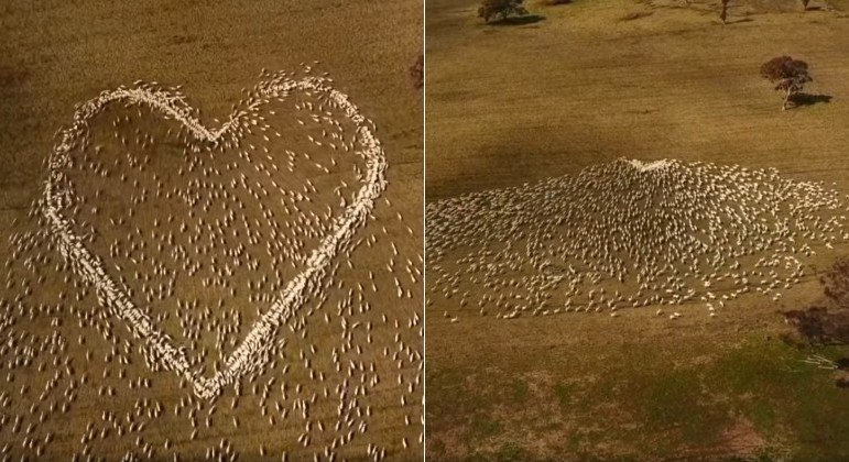 He was prevented from attending his aunt’s funeral…a farmer uses a flock to pay tribute – News