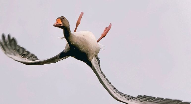 A natureza realmente não tem limites, admita