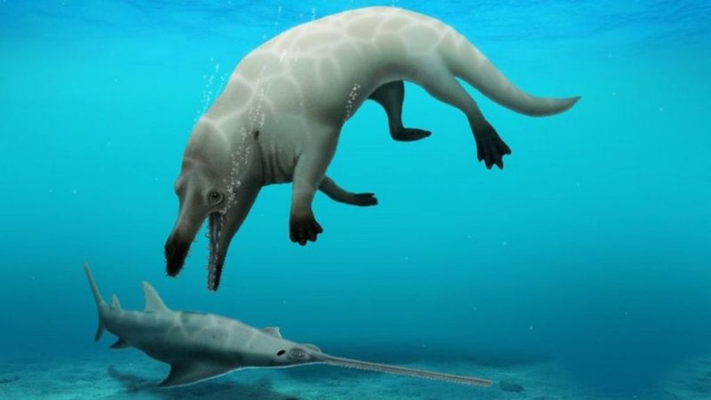 The discovery of the ancestral species of the four-legged whale in Egypt |  temper nature