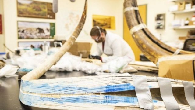 Mammoth fossils in the lab, with a scientist wearing a lab coat and mask in the background