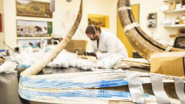 Mammoth fossils in the lab, with a scientist wearing a lab coat and mask in the background