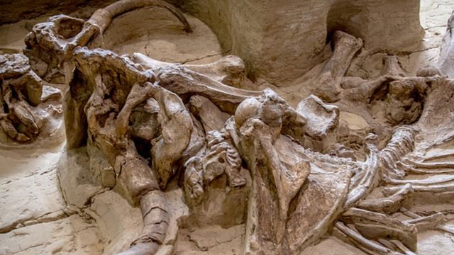 Mammoth bone in the ground