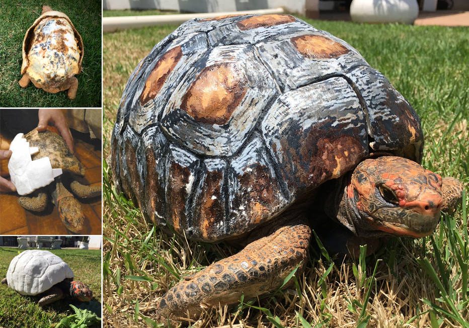 Brazilians join Guinness World Records by reconstructing a female tortoise’s shell in 3D – Science