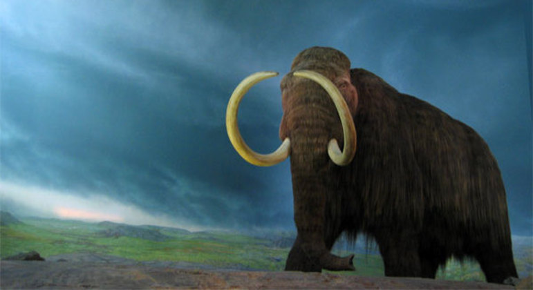 Company will attempt to recreate a 4,000-year-old extinct species of mammoth – News
