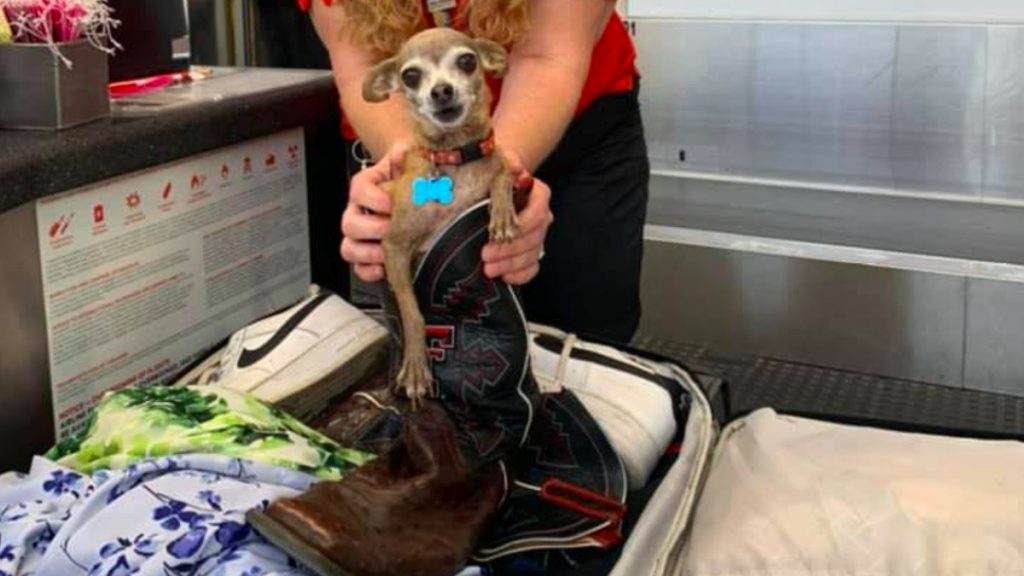 Owners find a Chihuahua in a suitcase after being notified of excess baggage |  Unusual world