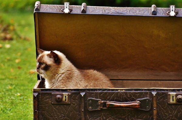 How does Schrödinger’s cat live in modern science and culture?