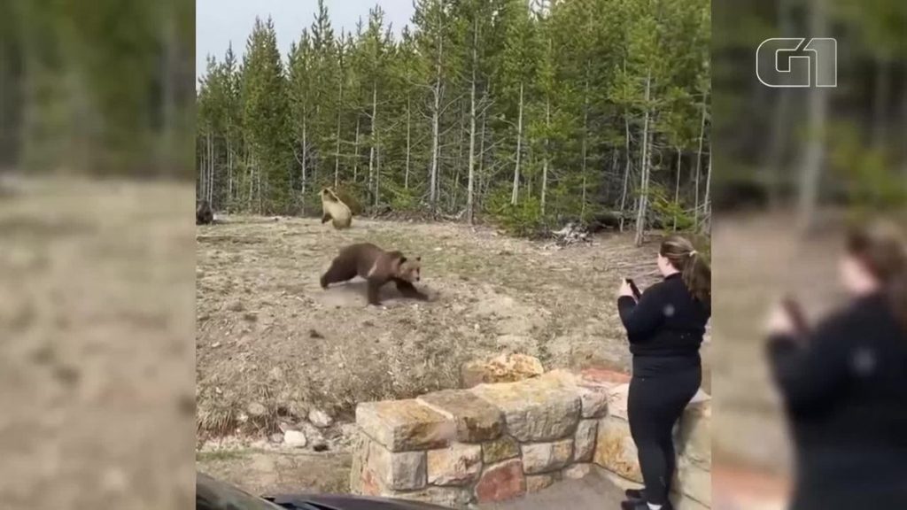 A woman was sentenced to prison after registering with bears in a US park;  Watch the video |  Globalism