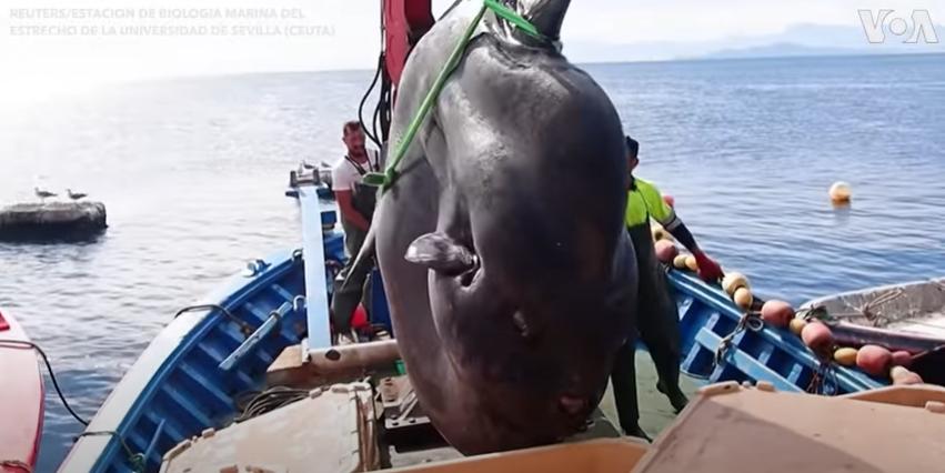 Giant 2-ton sunfish caught and brought back to sea by fishermen