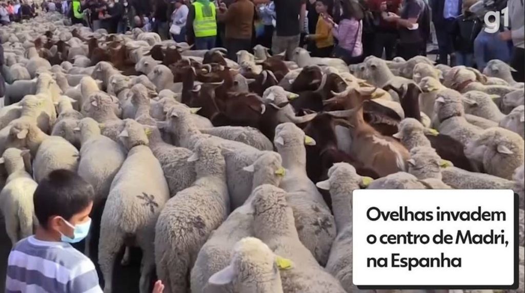 Sheep invade the center of the Spanish capital.  Watch the video |  Globalism