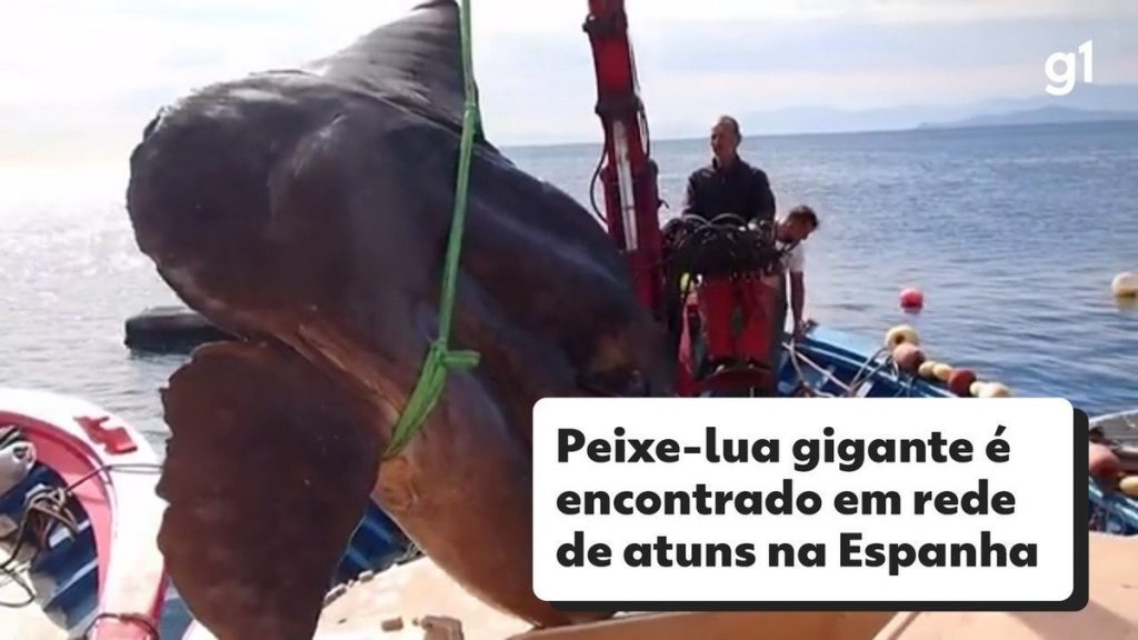 The giant sunfish was found by tuna fishermen in Spain;  Watch the video |  Globalism