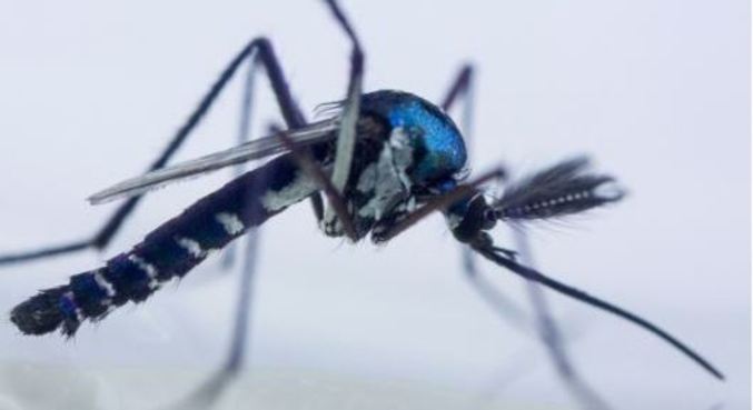 Yellow fever: WHO draws attention to vaccination after Venezuela outbreak – News