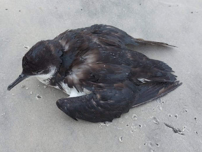 Bird rescued in Canasviras on October 1 - R3 Animal / Divulgação / ND