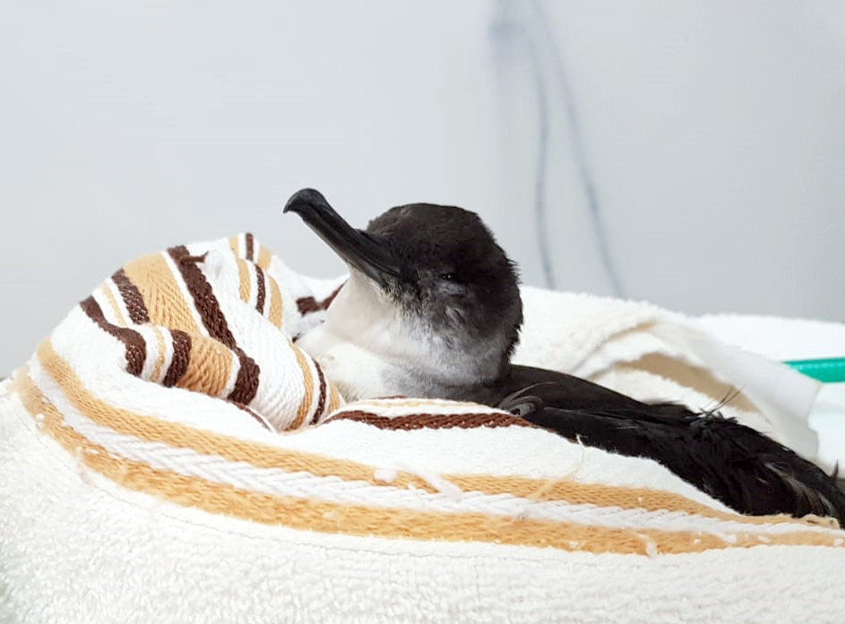 Bird rescued in Praya Dose English on October 12 - R3 Animal / Divulcaso / NT