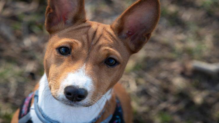 Curiosity about Basenji