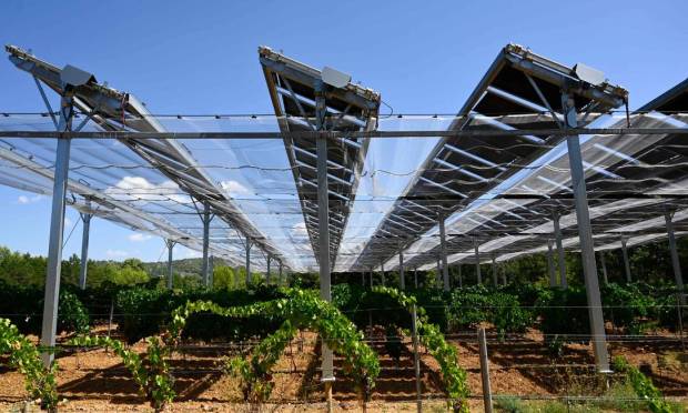 Vineyards use solar energy in the Ryans, southern France Photo: Nicolas Ducat / AFP