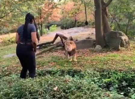 A visitor comes face to face with a lion at the Bronx Zoo in New York