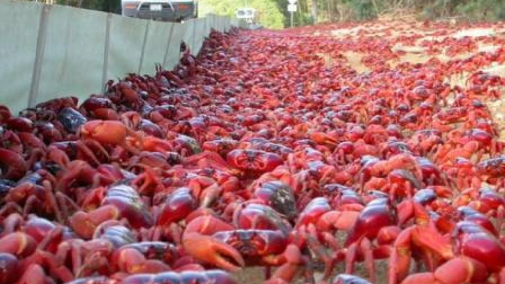 Video: 50 million crabs cross the road in Australia to mate |  extraordinary world