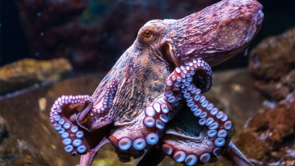 UK law states that crabs, crabs and octopuses are known